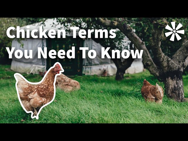 Common Chicken Terms You NEED To Know 🤓