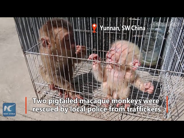 Rare baby monkeys rescued, babysat by local police in SW China How sweet!