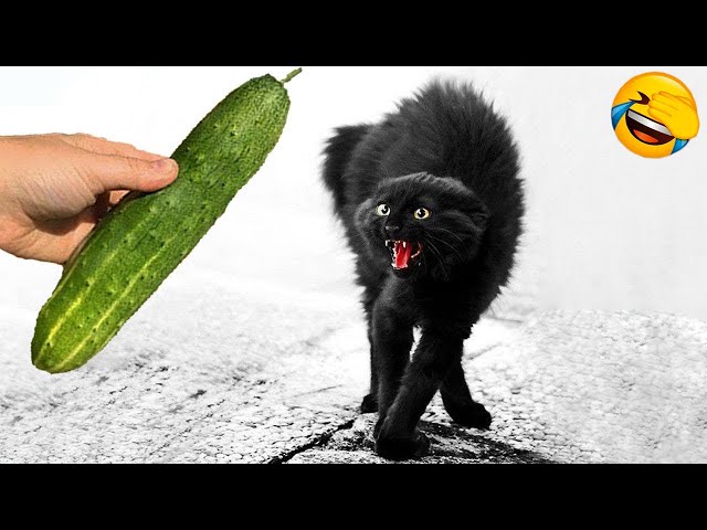 Funniest Animals 2024: 😺 Funny Cat and Dog Videos 🐈 Life Funny Pets 😸 Part 10