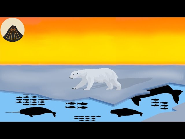 Why Polar Bears are Such Weird Animals