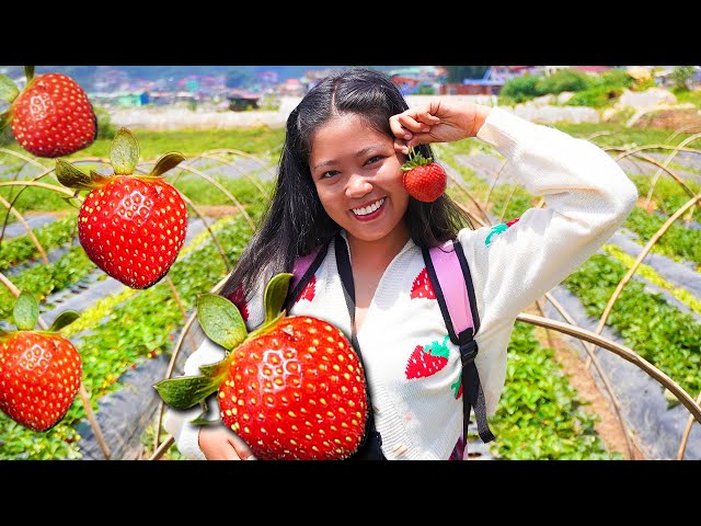 MY FIRST EXPERIENCE PICKING STRAWBERRIES | LIFE IN THE PHILIPPINES | ISLAND LIFE