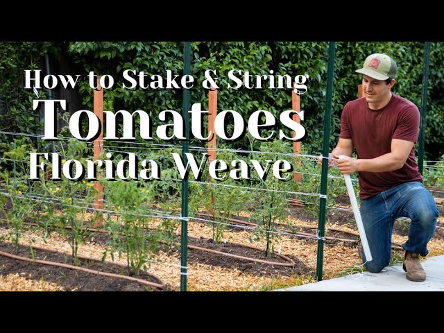 How To Stake and String Tomatoes and Tomatillos with the Florida Weave
