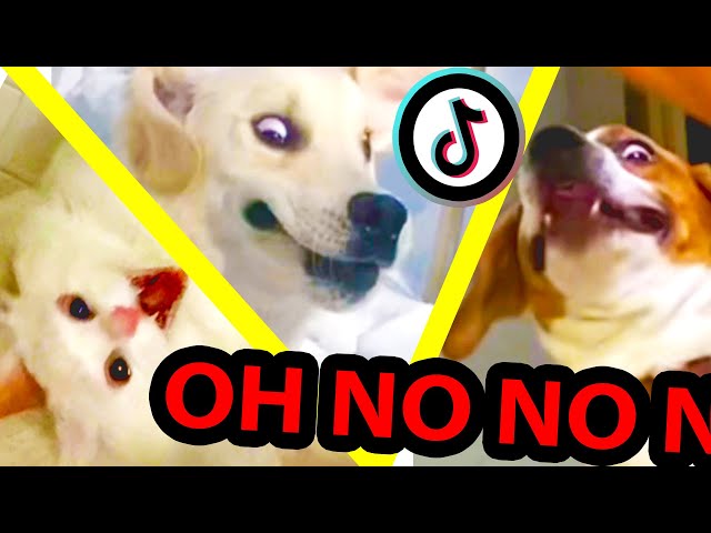 oh no oh no oh no no no TikTok meme with Pets Only | TikTok Compilation Part 2
