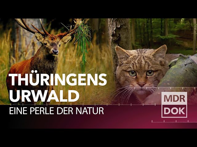 Märchenhafter Urwald im Herzen Deutschlands: der Nationalpark Hainich in Thüringen