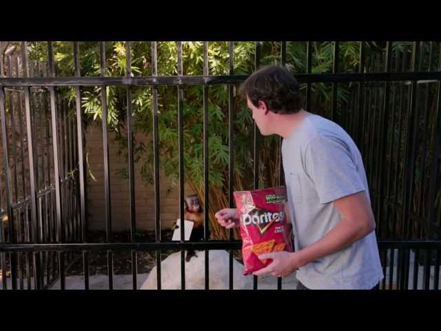"Monkey Business" Doritos Crash The Superbowl Commercial