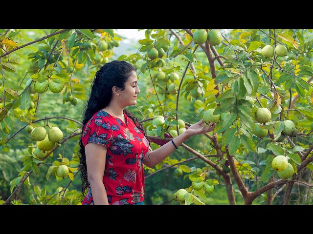 The day of Guava with yummy recipies..,from my home garden| Poorna - The nature girl