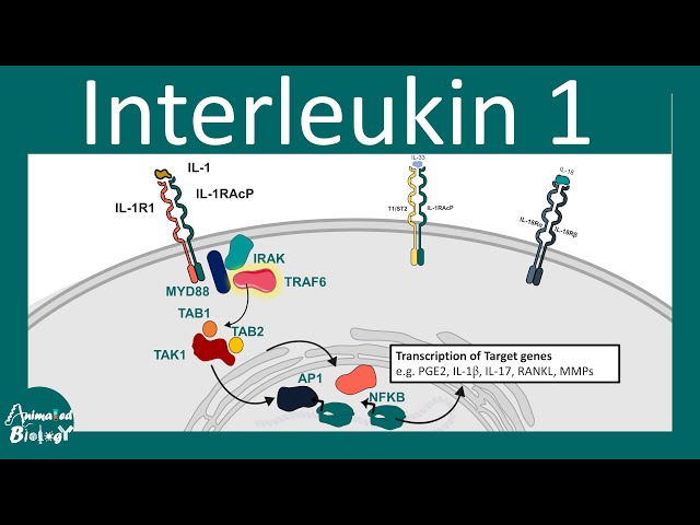 Interleukin 1 family | Interleukin 1 inhibitors | proinflammatory cytokines