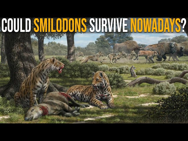 Could Smilodons Survive Nowadays?