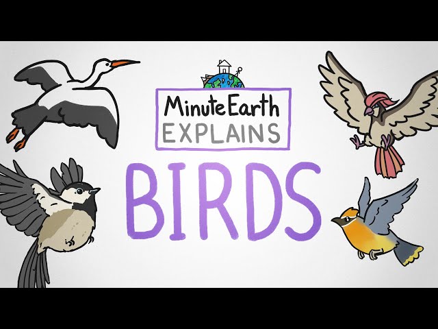 MinuteEarth Explains: Birds