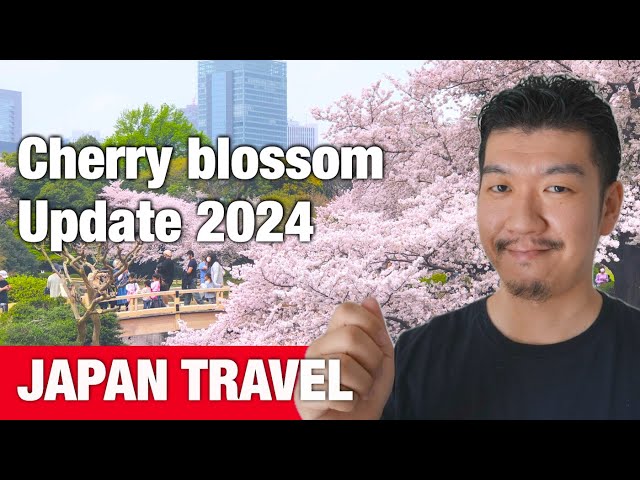 Spring Travel Tips - Japan's Cherry blossom Updates 2024