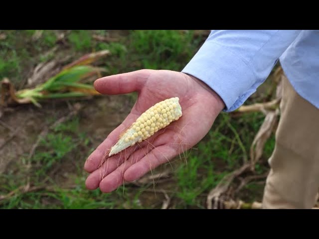 Leafhopper bug plagues Argentina's corn fields | REUTERS