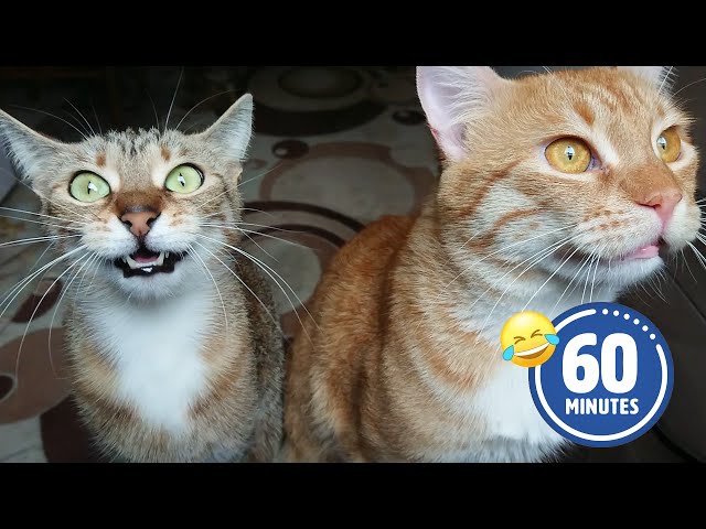 Chattering Kitties are SO FUNNY 😂 🤣 | BEST Pets to make you laugh!