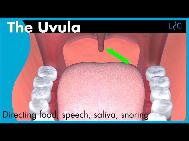 What does the uvula do?