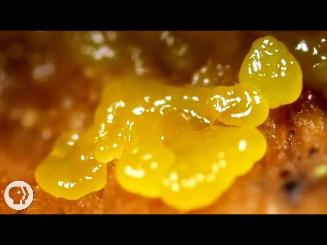 This Pulsating Slime Mold Comes in Peace (ft. It's Okay to Be Smart) | Deep Look