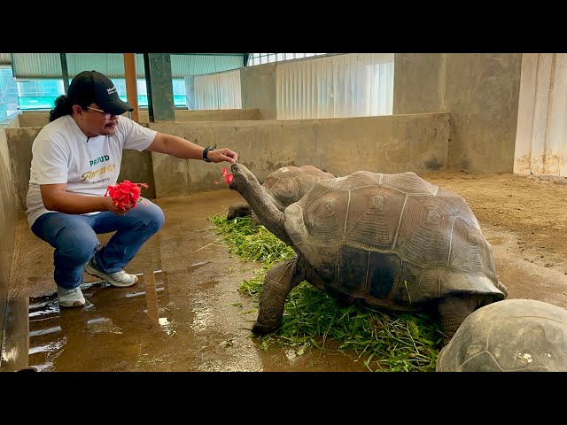 Gawing Legal ang mga Wildlife Collections! Mamahaling Tortoise, 35-50 Yrs bago mag breed?