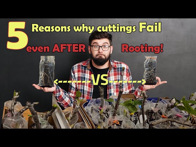 5 Reasons why cuttings fail after Rooting
