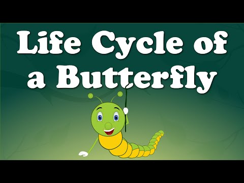 Life Cycle of a Butterfly | #aumsum #kids #science #education #whatif