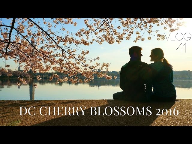 Visiting the 2016 DC Cherry Blossoms! | MOTM VLOG #41