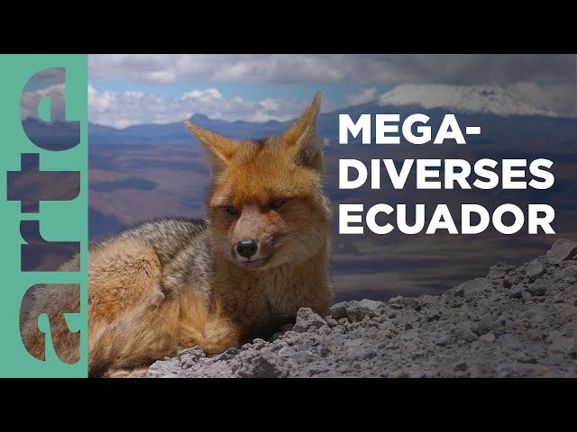 Vom Regenwald zu den Vulkanen der Anden | Ecuador, Hotspot der Artenvielfalt | ARTE Family