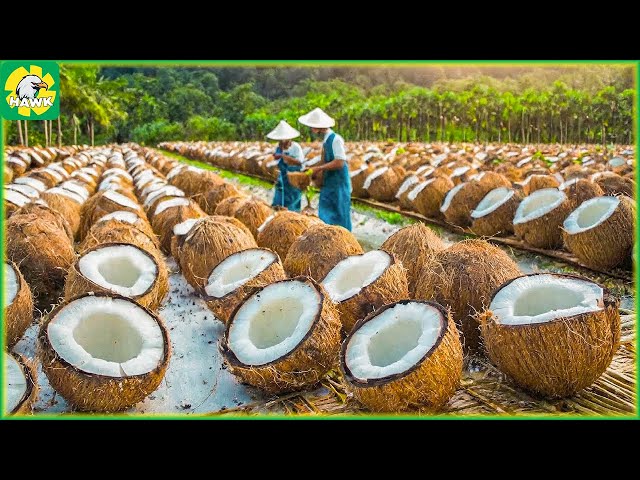 Farming Documentary 🥥 Harvest Coconuts - Coconut OIL Production Process at The Factory