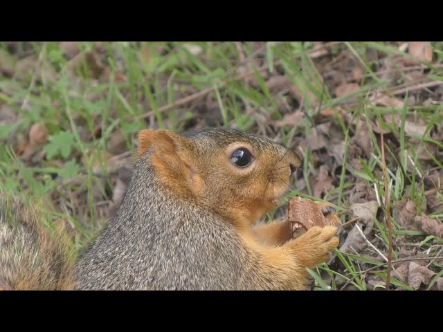 Spencer the Squirrel vs Brazil Nut