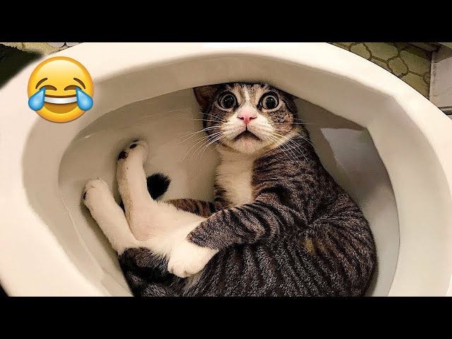 Funniest Animals 🤣 New Funny Cats and Dogs Videos 😹🐶 Part 27