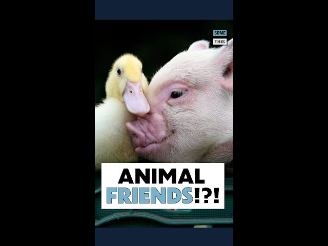 This Piglet And Duckling Are Besties! #Shorts #SomeThis