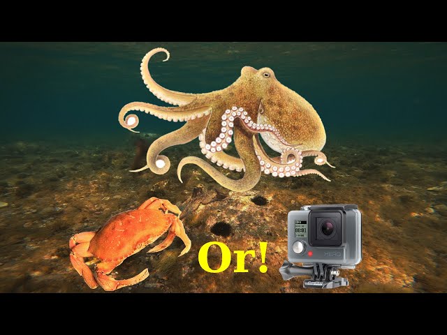 Octopus Gets Crab & tries to Eat Camera!(4K)