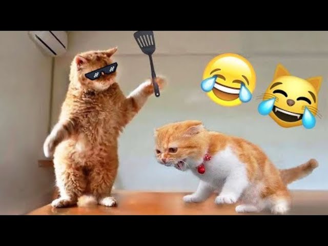 Funniest Animals 🤣 New Funny Cats and Dogs Videos 😹🐶 Part 17