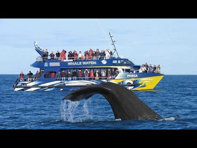 Visit the Blue whale / The World's Best Places to See Blue Whales /  blue whale in Sri Lanka?