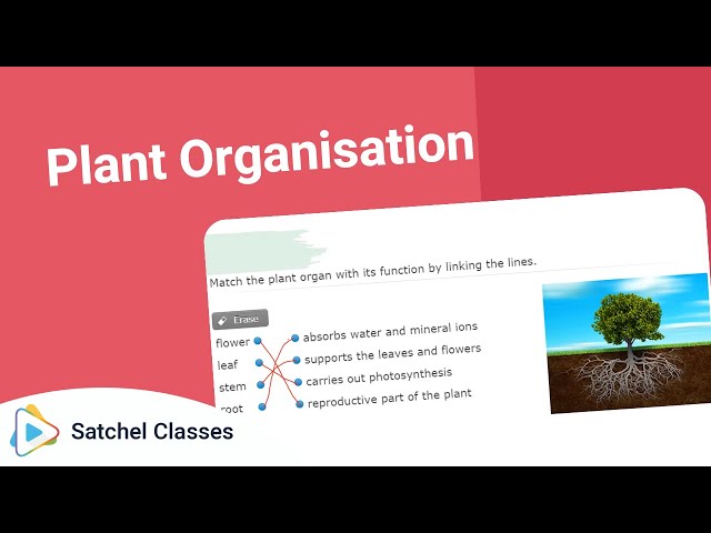 Plant Organisation | Biology | Satchel Classes