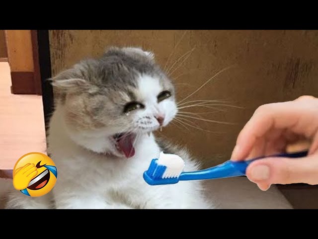 Try Not To Laugh 😍 Funniest Cats and Dogs 2023 😹🐶 Part 3