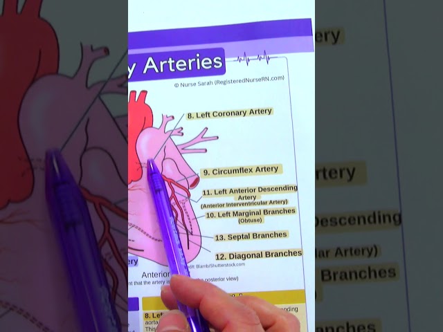 Coronary Artery Anatomy in Less Than 1 Minute | Heart Anatomy #shorts #anatomy #nursing