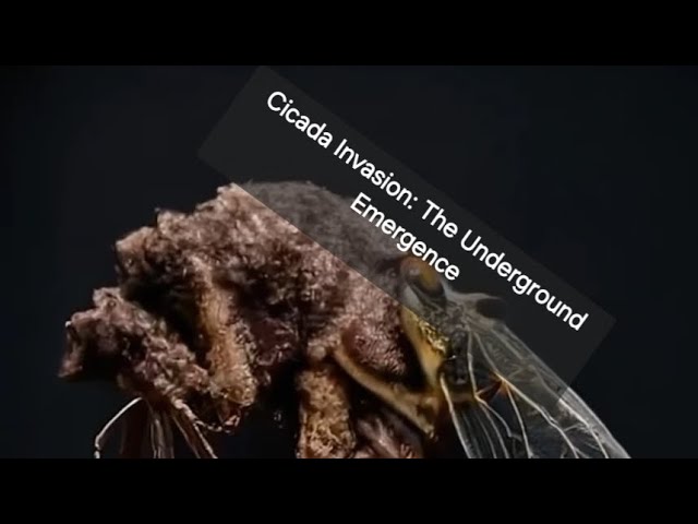 Cicada Invasion: The Underground Emergence @DocEdInsights