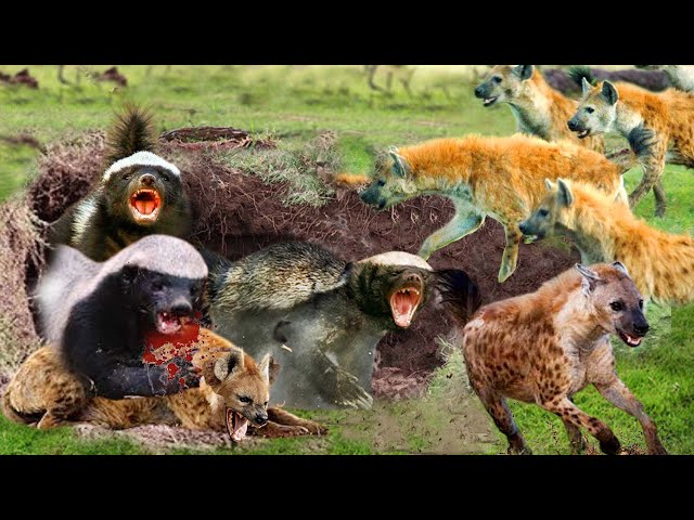 Honey Badger Vs Hyena _ Angry Honey Badger Risked His Life To Knock Down A Pack Of Hyenas To Survive