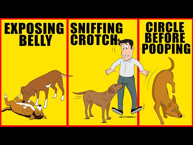 10 Odd Dog Behaviors and What They Actually Mean