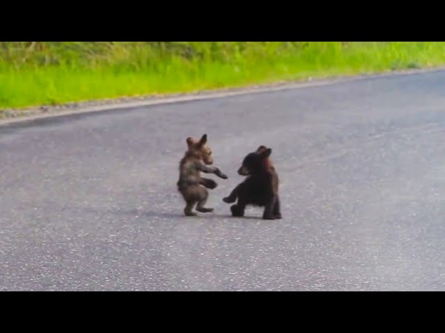 Baby Bears Wrestle In The Road