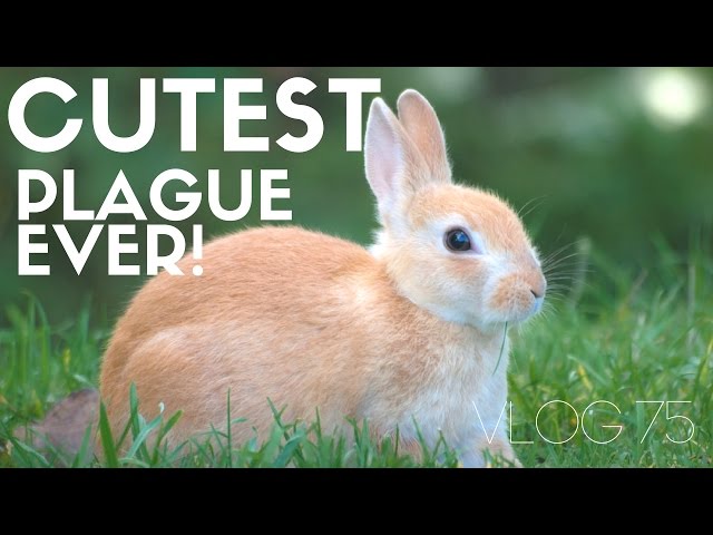 Langley, the island town with a cute bunny plague and touring Fort Casey | MOTM VLOG 75