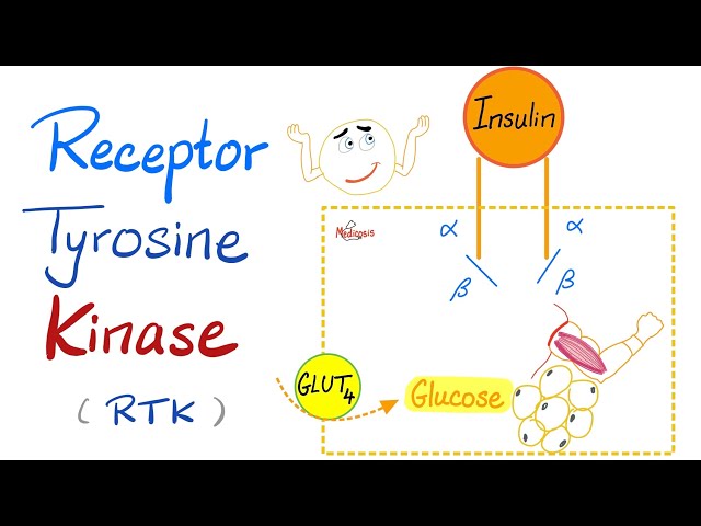 Insulin Receptor Tyrosine Kinase (RTK) - How insulin works