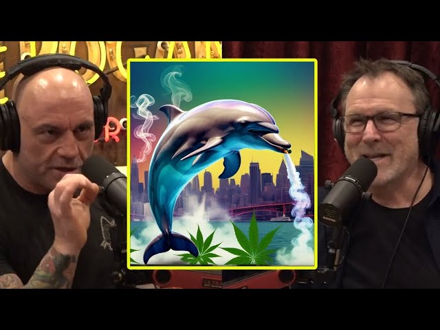 Joe's Wild Dolphin Experience | Joe Rogan & Colin Quinn