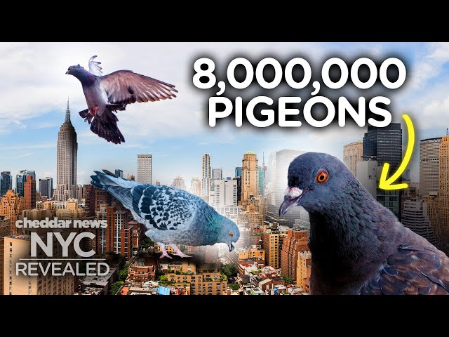 Why There Are So Many Pigeons In New York - NYC Revealed
