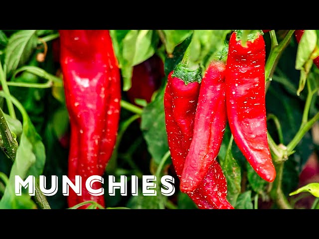 Chile Addiction in New Mexico - Local Obsession