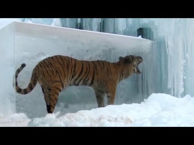 Top 10 Unbelievable Animals Frozen In Time