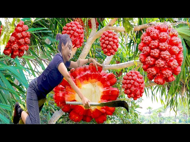 Harvest Red Wild Pineapple goes to the Market sell - Harvesting and Gardening - Ly Thi Cam