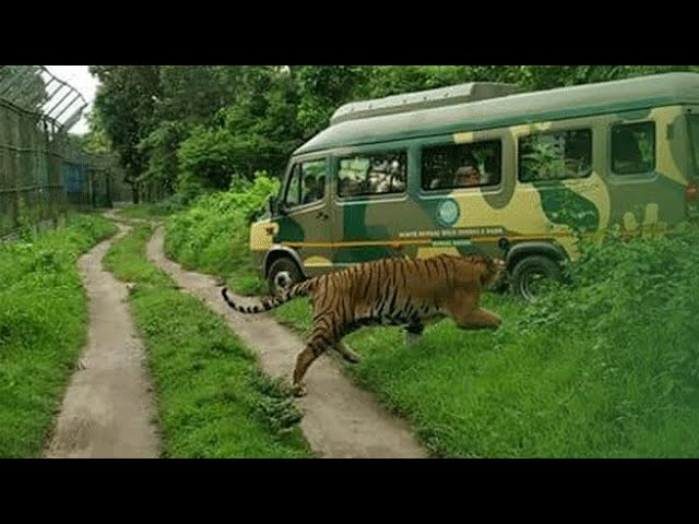 Wildlife and safari park in Junglee Mohal, siliguri, West Bengal