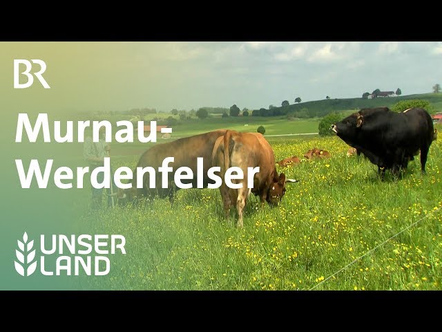 Rinderrasse Murnau-Werdenfelser | Unser Land | BR Fernsehen