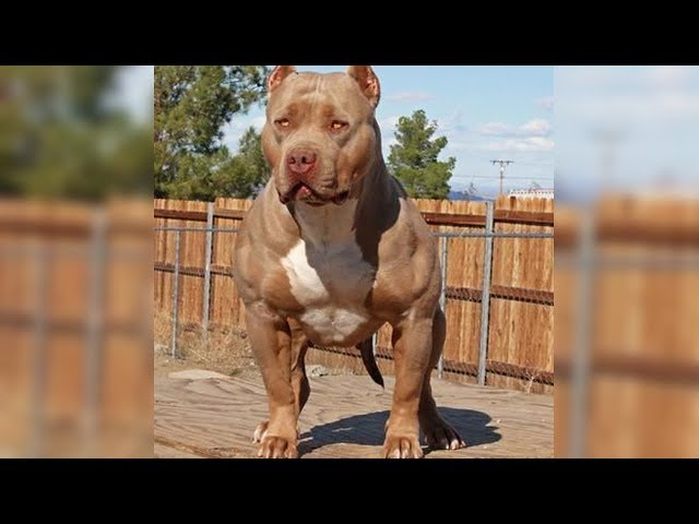 MOST DANGEROUS Dog Breeds In The World!