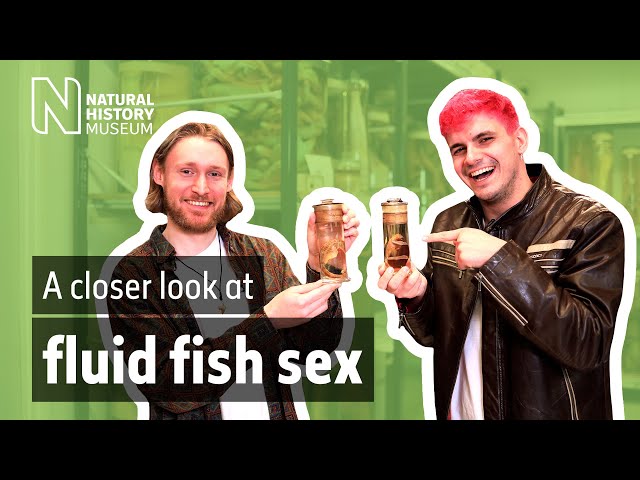 A closer look at fluid fish sex