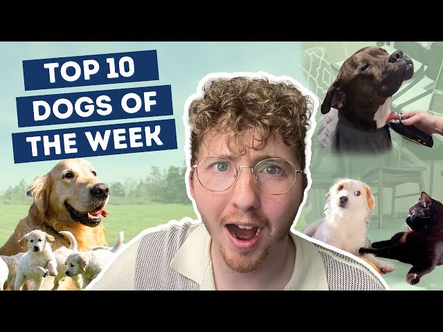 Another Stacked Week of Very Good Dogs | Top 10 Dogs