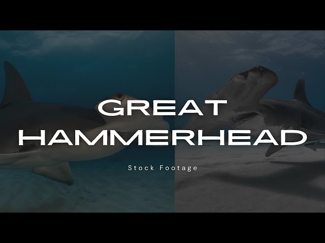 Great Hammerhead Stock Footage